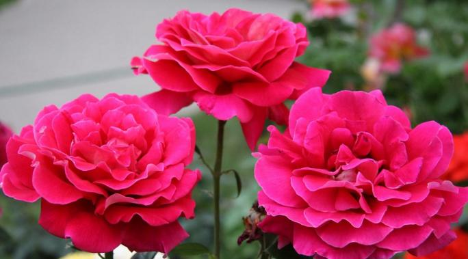 青岛的民俗文化视频,青岛市区方言历史