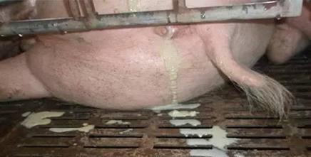 猪场基础病怎么治疗,猪场常见病的治疗方案