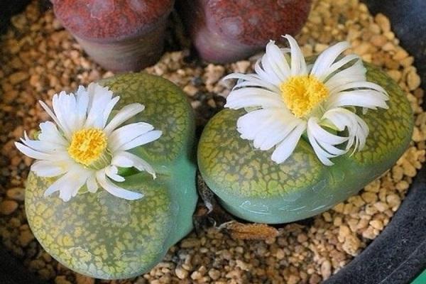 这种石头，放在阳台花盆里，竟然自己开花了！