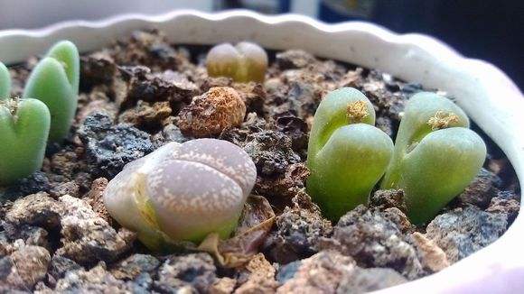 这种石头，放在阳台花盆里，竟然自己开花了！