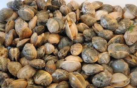 100元一斤的海鲜排行榜,10多元一斤堪称便宜又好吃的海鲜