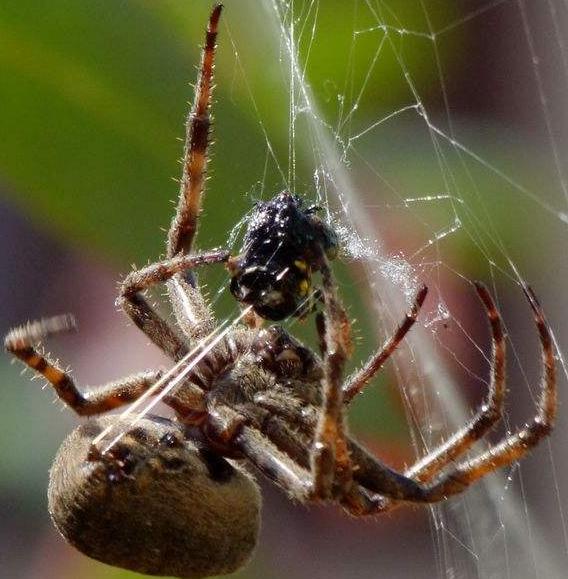 蚕丝跟蛛丝有什么区别,蚕丝与蜘蛛丝区别视频
