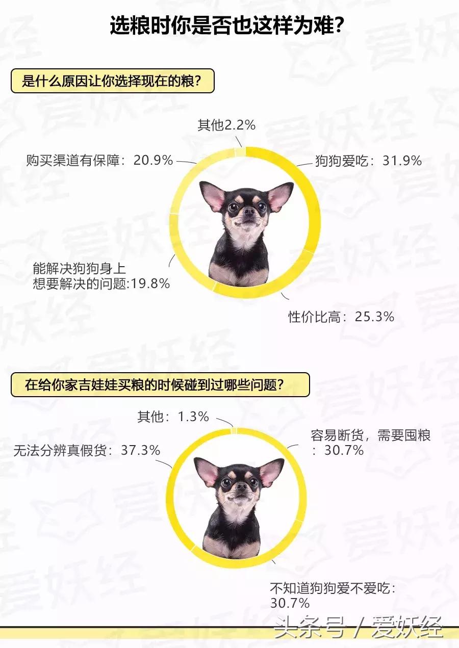 爱妖经大数据|中国吉娃娃犬家庭主粮调研报告