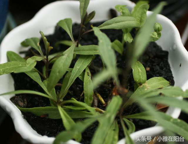 阳台种植枸杞需要多大的盆,阳台种枸杞几年结果