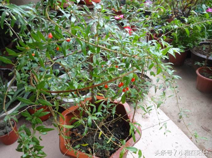 阳台种植枸杞需要多大的盆,阳台种枸杞几年结果