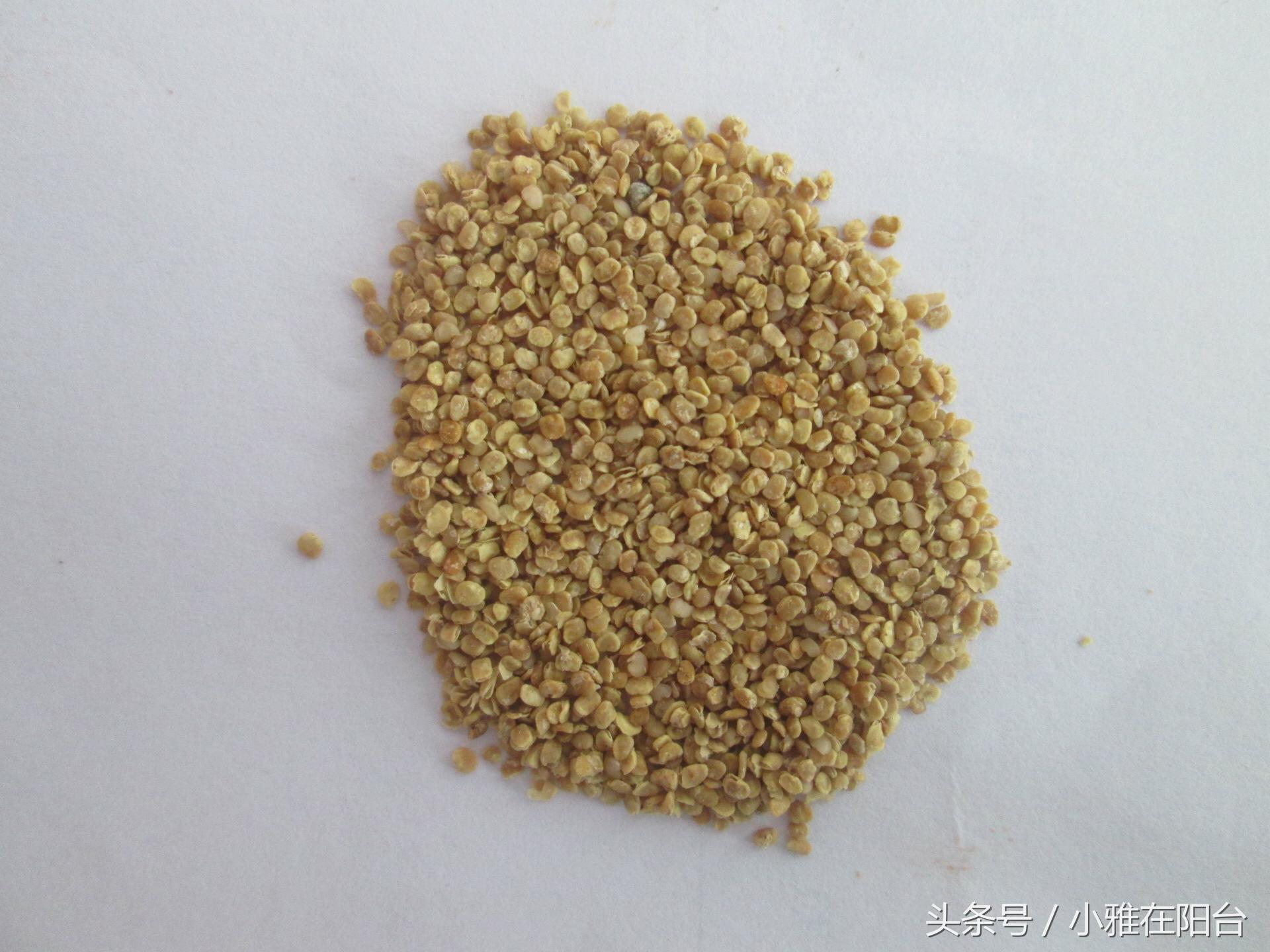 阳台种一棵桑葚,枸杞怎么种小盆栽最佳