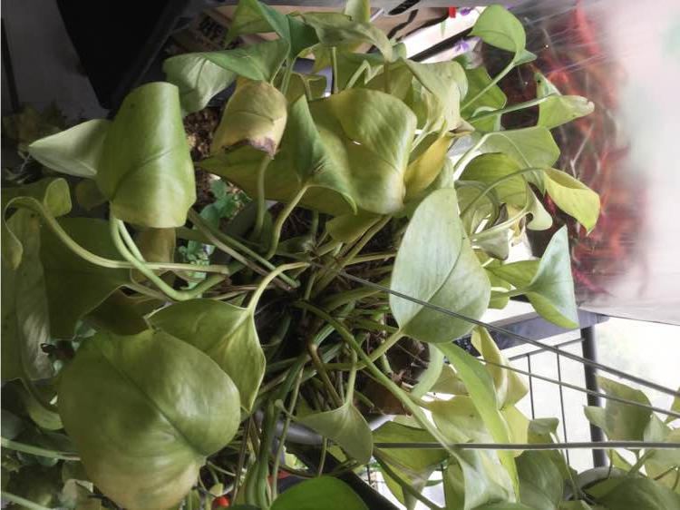 绿萝叶片发黄是缺什么肥料,为什么绿萝根部腐烂叶片发黄