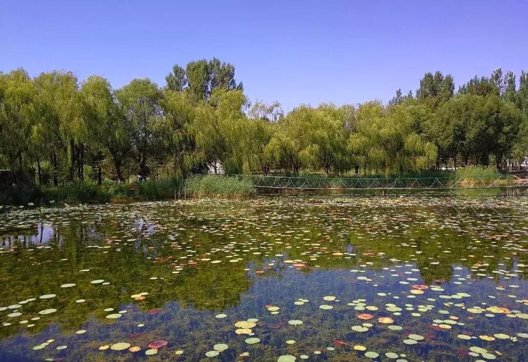 恩格贝｜魂牵梦绕的地方