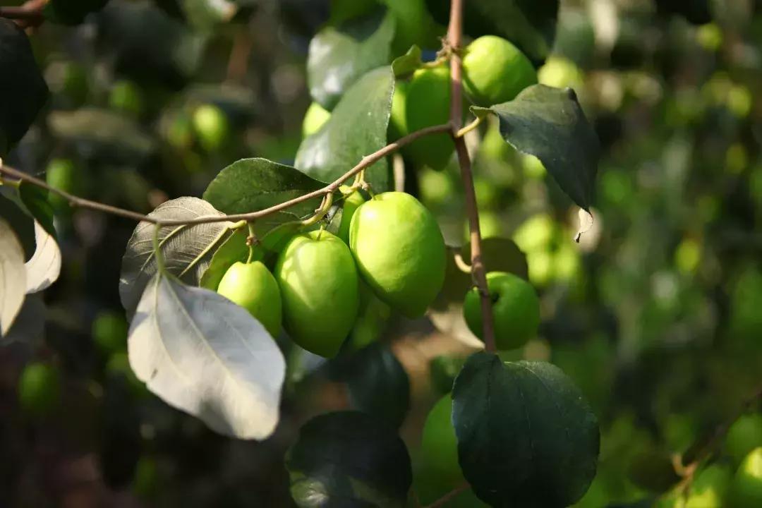 草莓车厘子芒果榴莲菠萝蜜猕猴桃,热带水果芒果榴莲火龙果