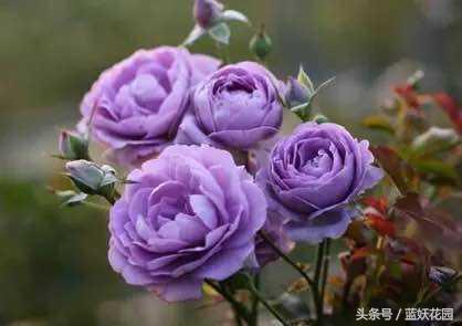 缺少阳光种什么月季,缺少直射光怎么养月季