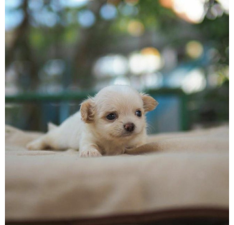 吉娃娃是世界上最小的纯种犬,吉娃娃是最古老的犬种