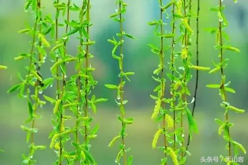 柳树的情感和品格,柳树的品格是什么