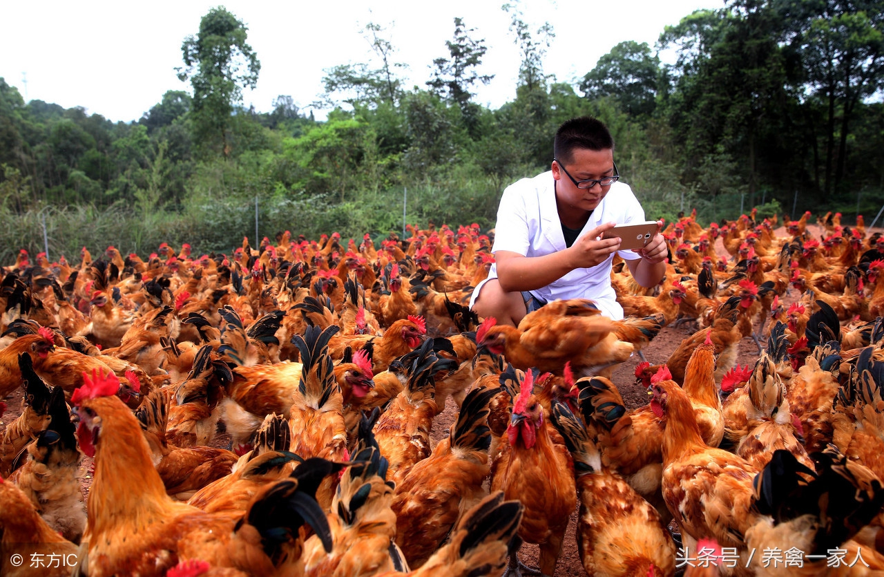 鸡养殖会导致瘫鸡吗,从鸡病处理看养鸡成功