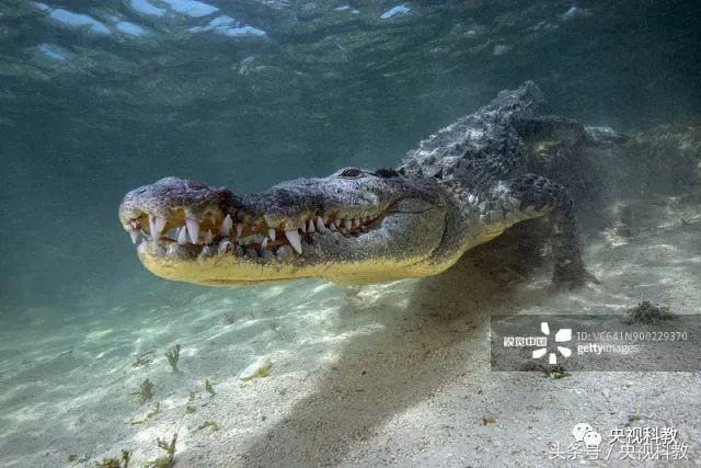 自然传奇之蟒蛇大追踪,自然传奇寻访大鳄巨蟒