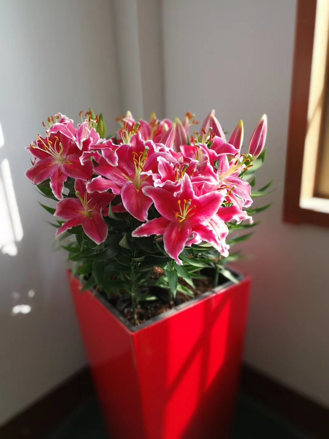 黄金甲香水百合养护,香水百合养护教程