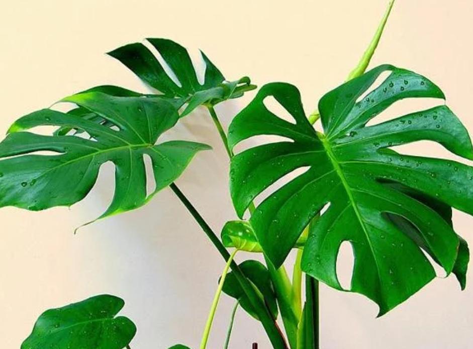 吸甲醛最好的植物排名好养,吸甲醛好养活的植物排行榜