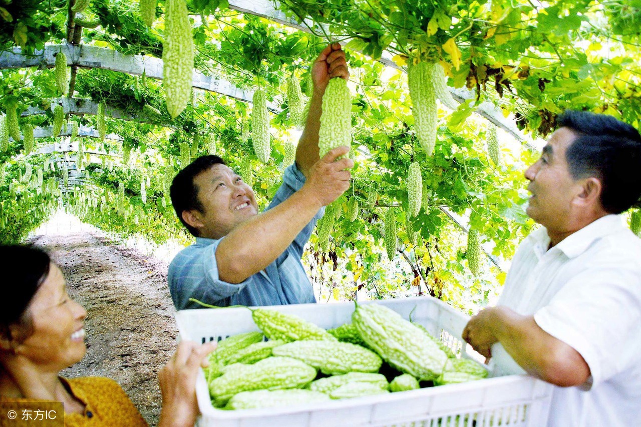 农村创业项目成功的两个必备条件,农民缺钱怎么办