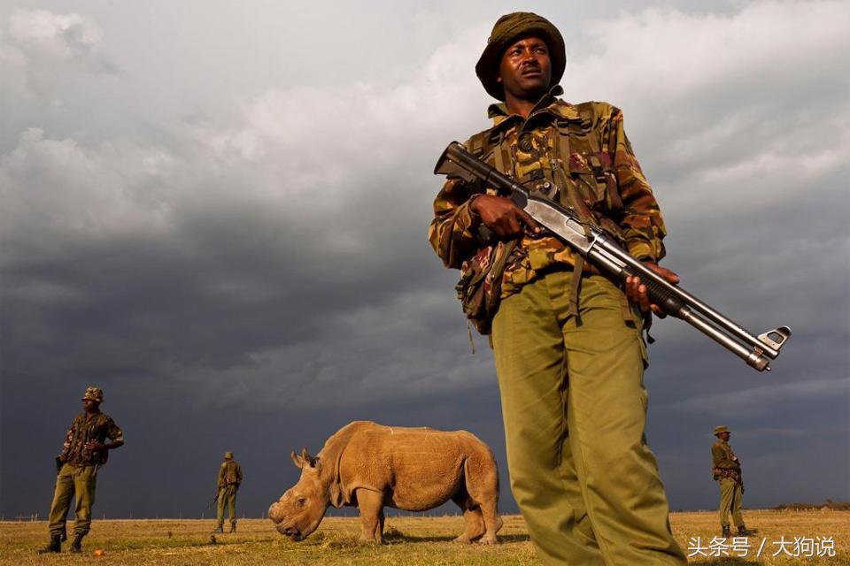 世界上最后一头雄性北白犀苏丹被实施安乐死，享年45岁