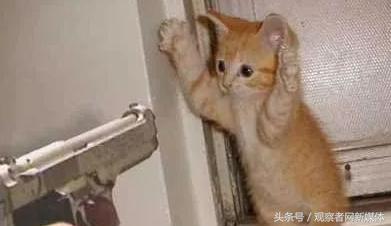 美国部分华人留学生持枪团体:举止猥琐,内心懦弱