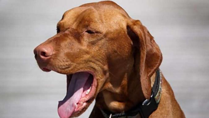 狗狗的这18种行为你真的懂了吗,狗狗的的几种行为不要弄错了