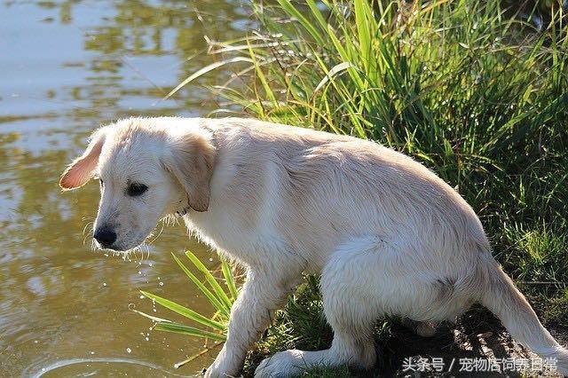 拉布拉多是死亡率最高的犬吗,中国禁养犬有没有拉布拉多