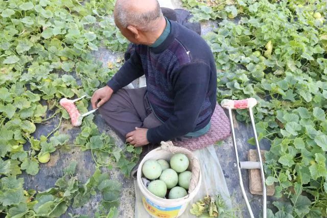 身残志坚的爷爷,身残志坚拄拐杖致富