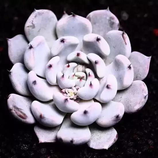 270种常见多肉图谱,270种常见多肉盆景