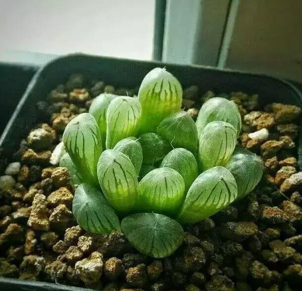 270种常见多肉图谱,270种常见多肉盆景