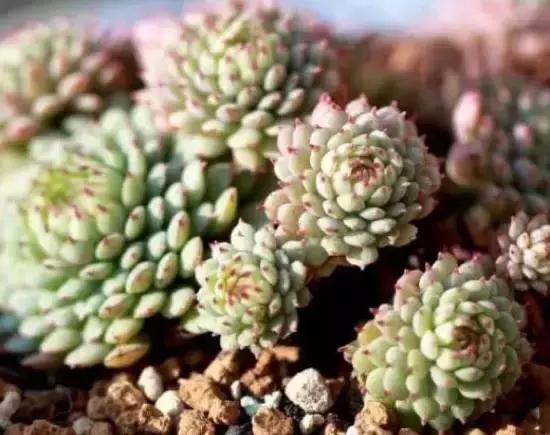 270种常见多肉图谱,270种常见多肉盆景