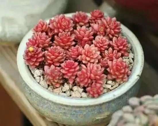 270种常见多肉图谱,270种常见多肉盆景