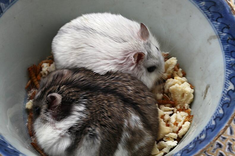 面包虫干的有营养还是活的有营养,面包虫是仓鼠的零食吗