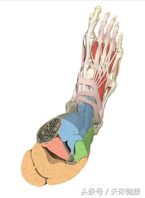 运动时经常扭伤脚踝应该怎么锻炼,踝关节扭伤的处置方法是