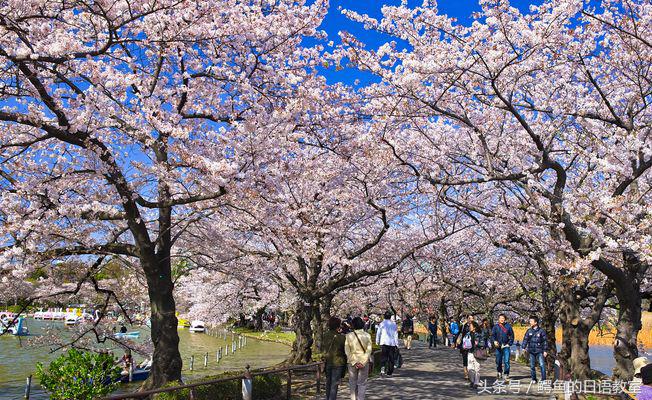 2018樱花,日本樱花节一览表