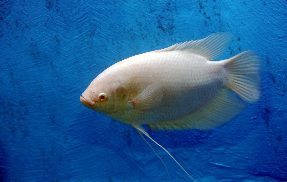 招财鱼怎么饲养视频,招财鱼地图鱼饲养