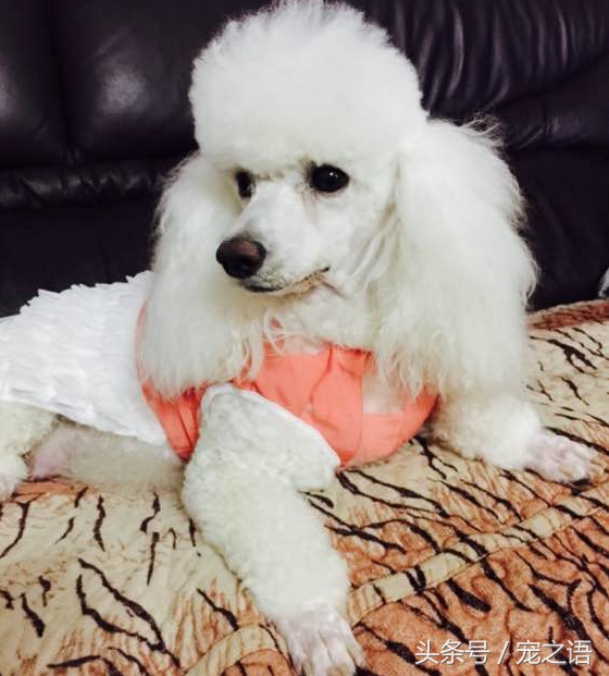 狗狗发型贵宾,泰迪狗贵宾犬发型