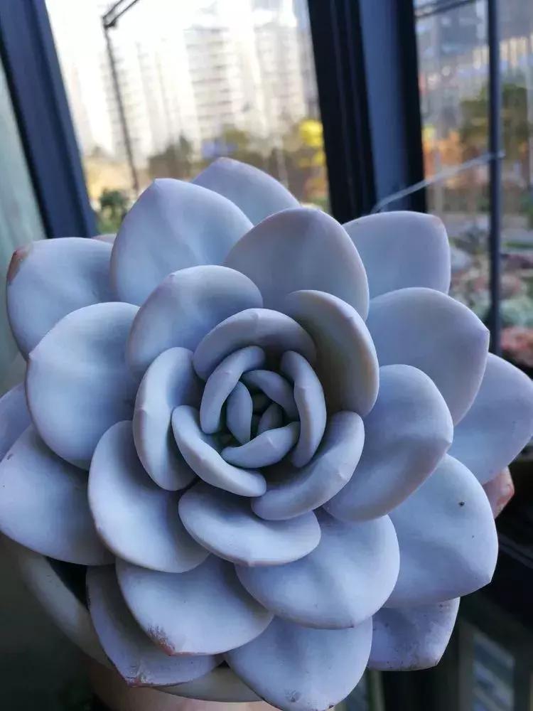 为了多肉改造阳台,疯狂的她