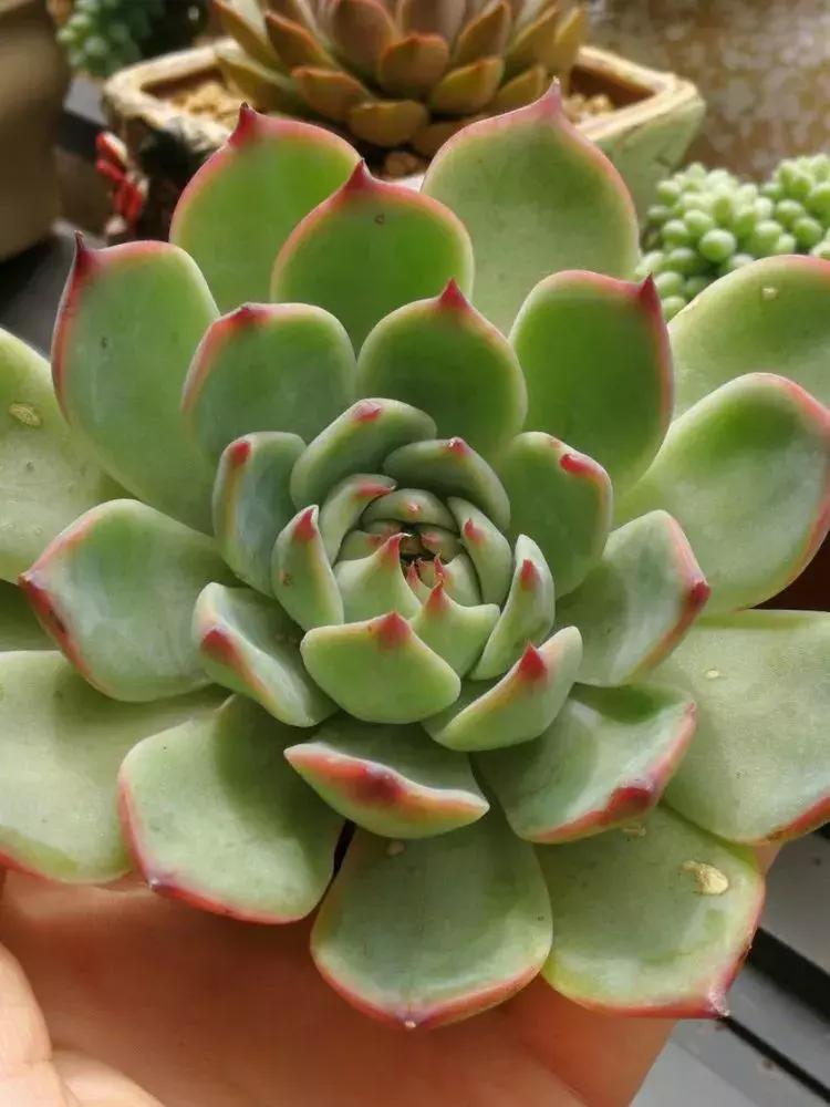 为了多肉改造阳台,疯狂的她