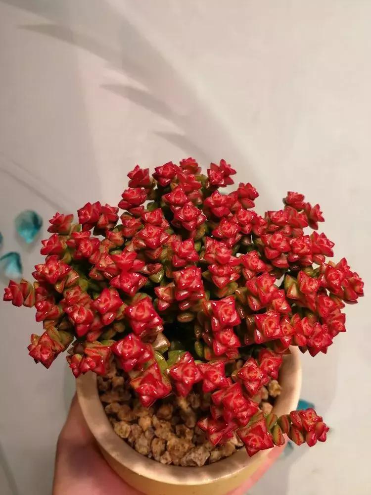 为了多肉改造阳台,疯狂的她