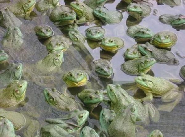 第一家美蛙鱼,第一家美蛙鱼头是哪的