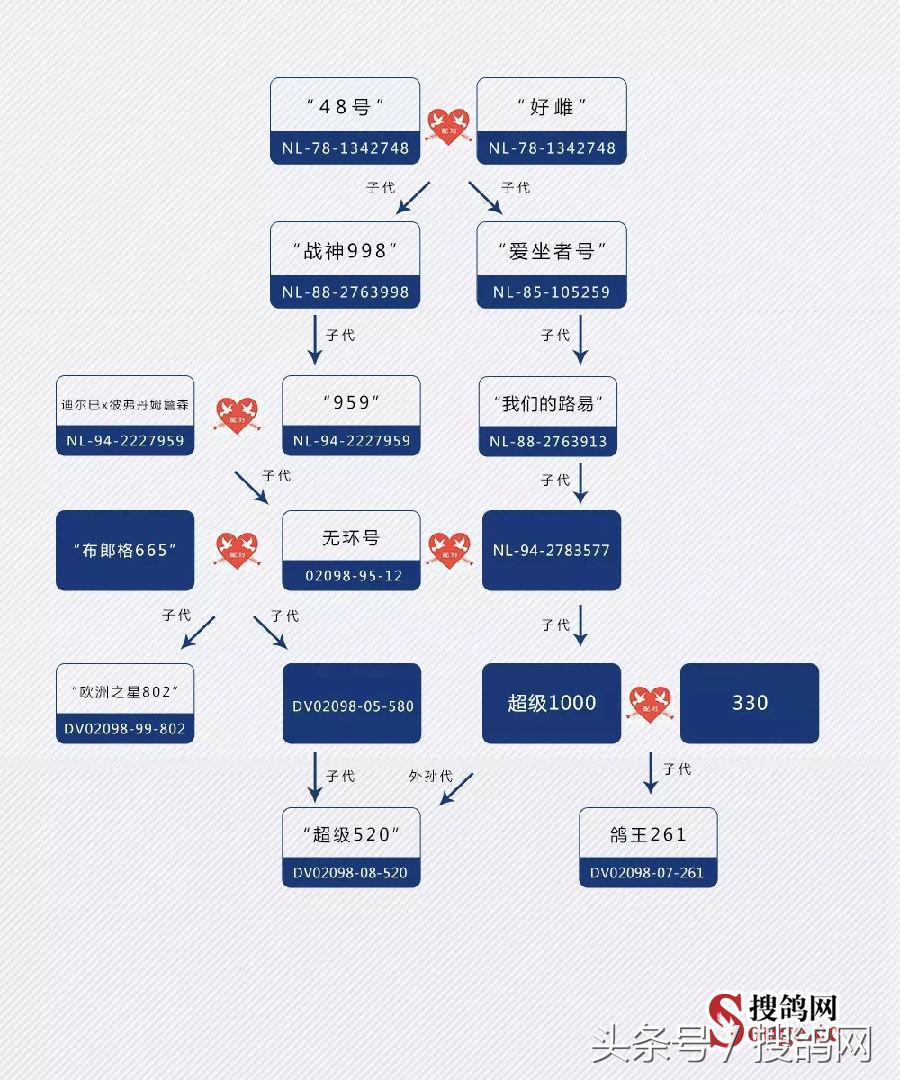 搜鸽网信息,赛鸽资讯知识分享