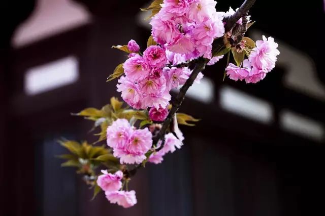 带你去流溪湾丰华园赏樱花,走啊我带你去看樱花的文案