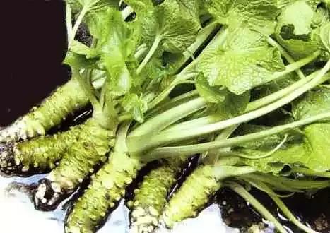 我们吃的芥末不是真正的芥末吗,买的芥末是真的芥末吗