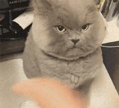 公猫与母猫第一次见面有哪些反应,公猫第一次开脚好不好