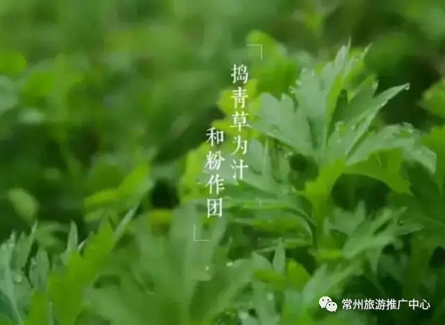 最好吃的青团推荐,吃遍常州24小时