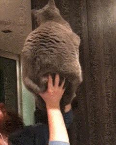 家里爬出虫子猫去抓吓到女主人,家里进大昆虫人类真实反应