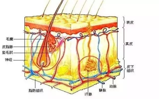 脱毛之后，夏天谁还不是个小仙女咋地！