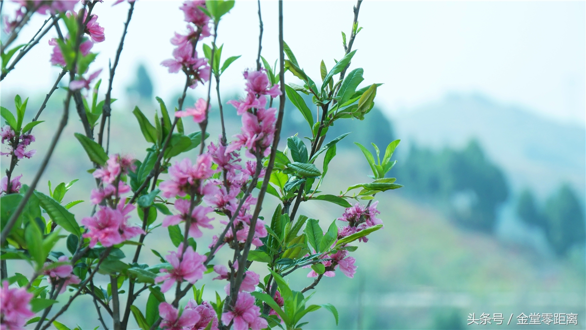 金堂玉皇山生态康养,金堂县玉皇养生谷详细介绍