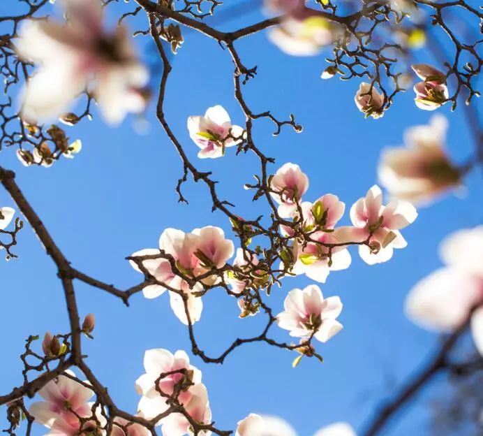北京玉兰花观赏地,北京最美紫玉兰在哪