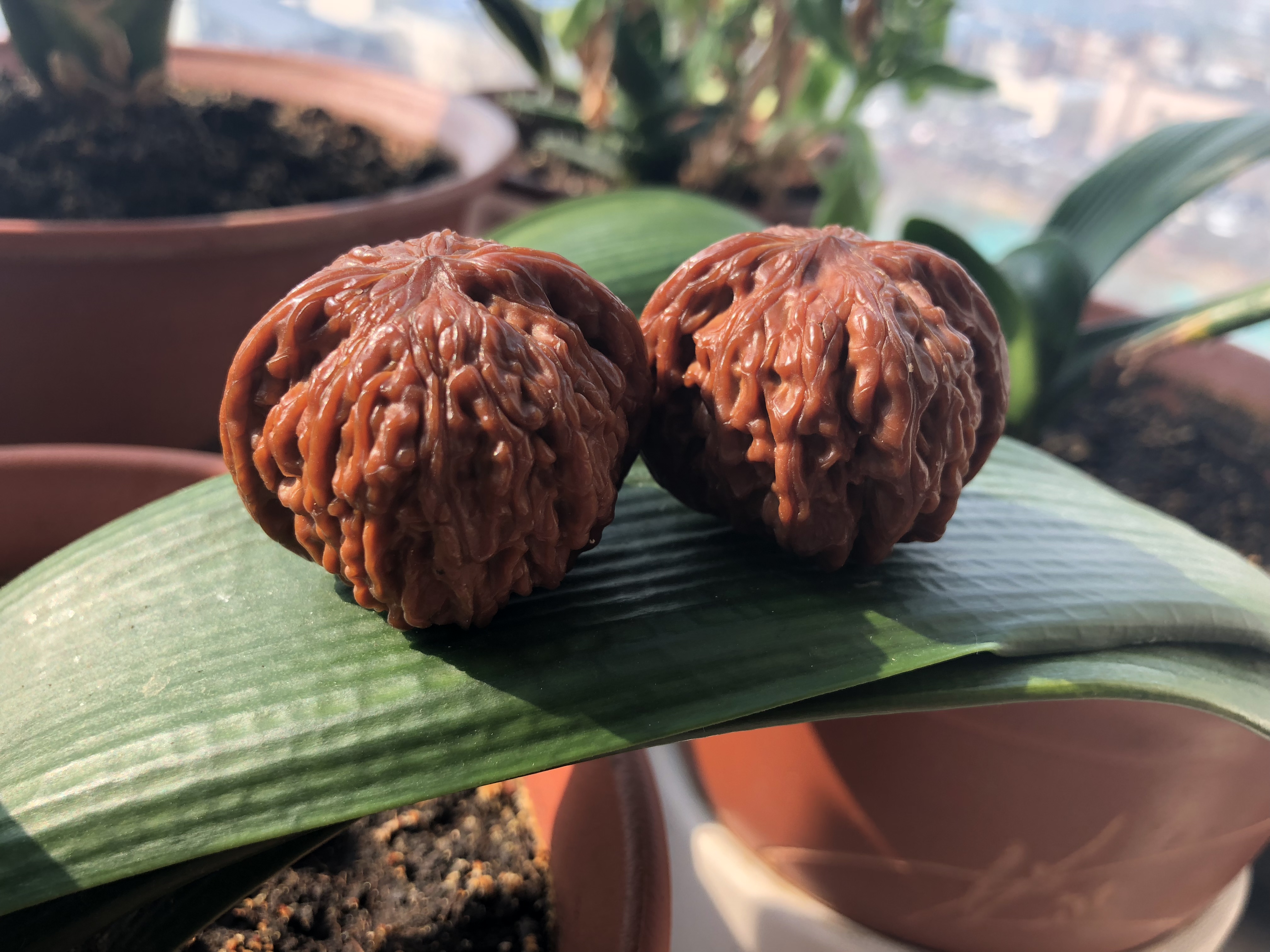 文玩核桃不小心磕掉尖或磕破纹肉就该扔掉吗?