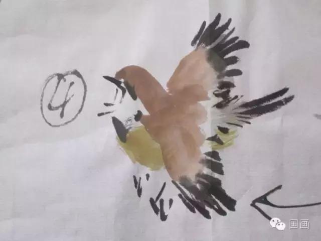 国画鸟的画法初学者,鸟的眼睛画法国画